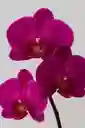 Orquídea Morada Intensa X1 Tallo