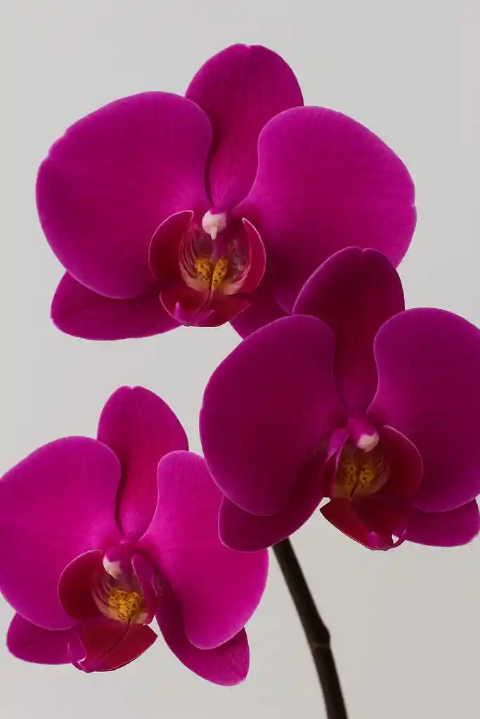 Orquídea Morada Intensa X1 Tallo
