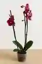 Orquidea Salmon Oscuro X2 Tallos