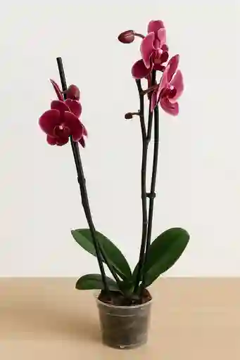 Orquidea Salmon Oscuro X2 Tallos