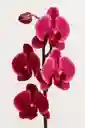 Orquidea Salmon Oscuro X2 Tallos