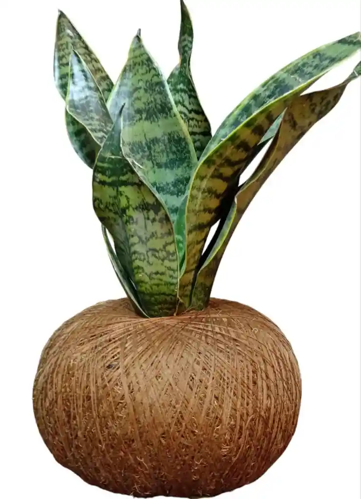 Sanseviera Reina O Lengua De Suegra En Kokedama
