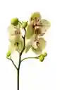 Orquidea Amarilla Con Puntos Fucsias X2 Tallos