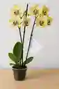 Orquidea Amarilla Con Puntos Fucsias X2 Tallos