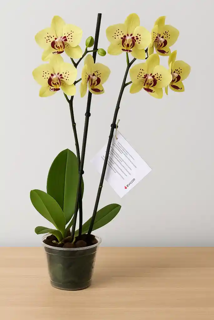 Orquidea Amarilla Con Puntos Fucsias X2 Tallos