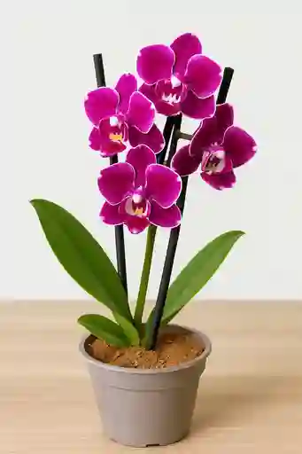 Orquidea Mini-morada Con Borde Blanco X2 Tallos