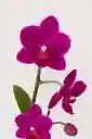 Orquidea Mini-morada Intensa X2tallos