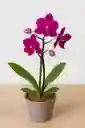 Orquidea Mini-morada Intensa X2tallos