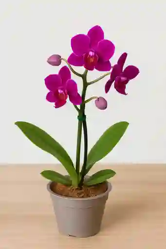 Orquidea Mini-morada Intensa X2tallos