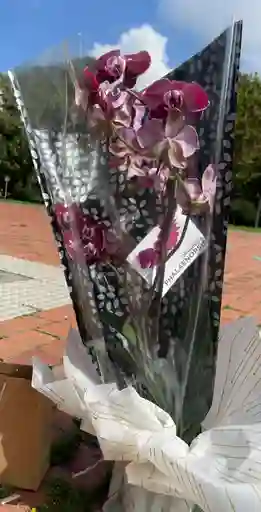 Orquídea Para Encantar