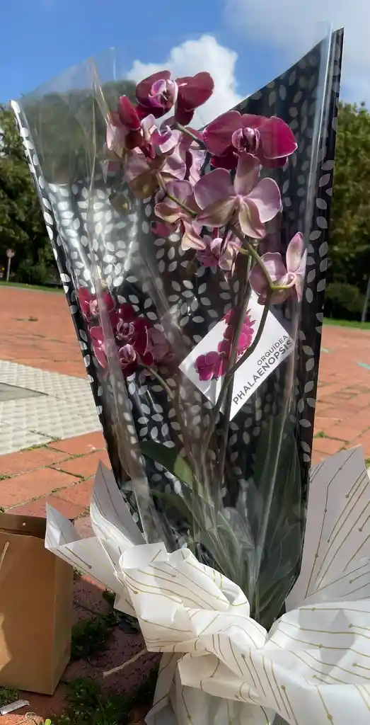 Orquídea Para Encantar