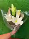 Elegancia De Lirios Blancos