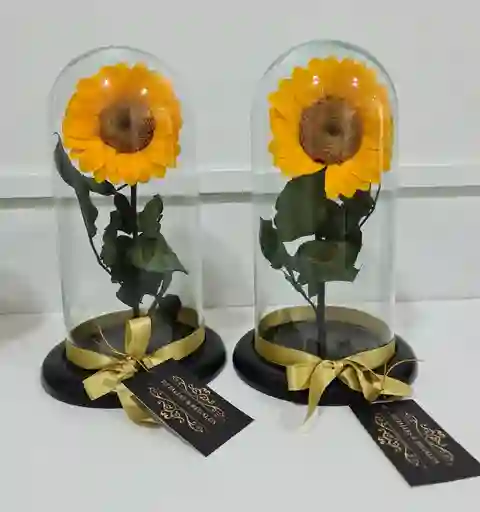 Girasol Select 8 A 9 Cm Natural Preservado En Urna