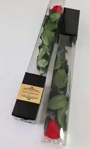 Rosa Medium Preservada En Caja Acetato