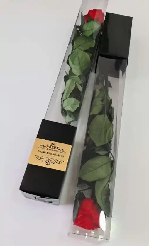 Rosa Medium Preservada En Caja Acetato