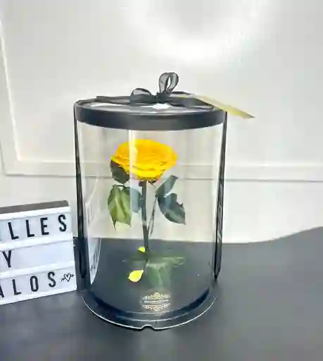 Rosa Preservada Premium En Caja De Acetato