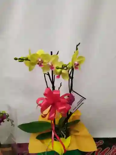 Orquídea Morada Con Ferrero