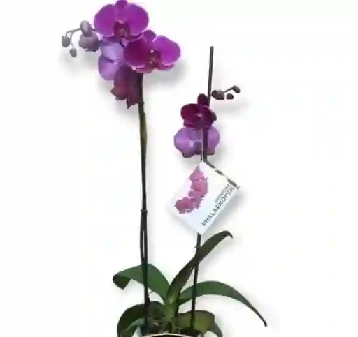 Orquídea Morada Dos Varas Para Regalar