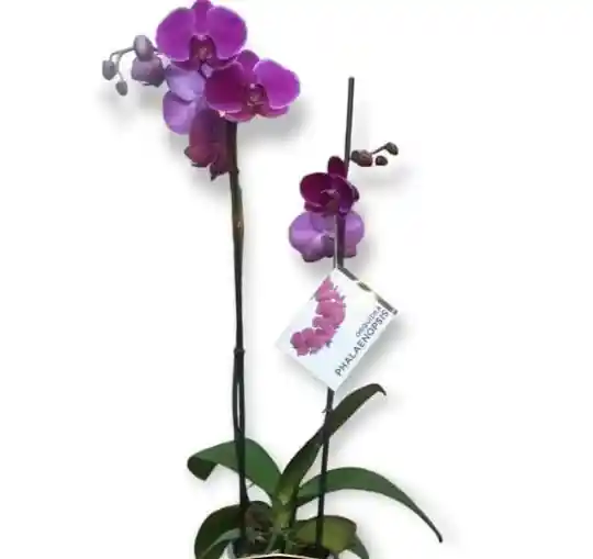 Orquídea Morada Dos Varas Para Regalar