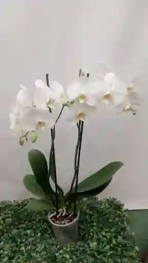 Orquídea Blanca Dos Varas Para Regalar