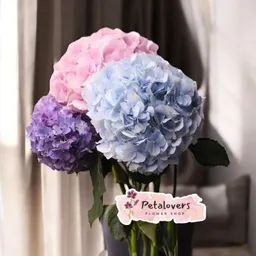 Flores Detalle Hortensias Surtidas