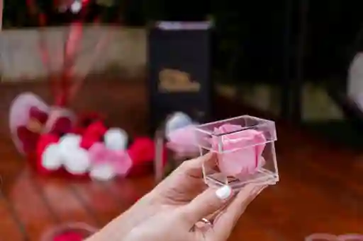 Rosa En Cubo