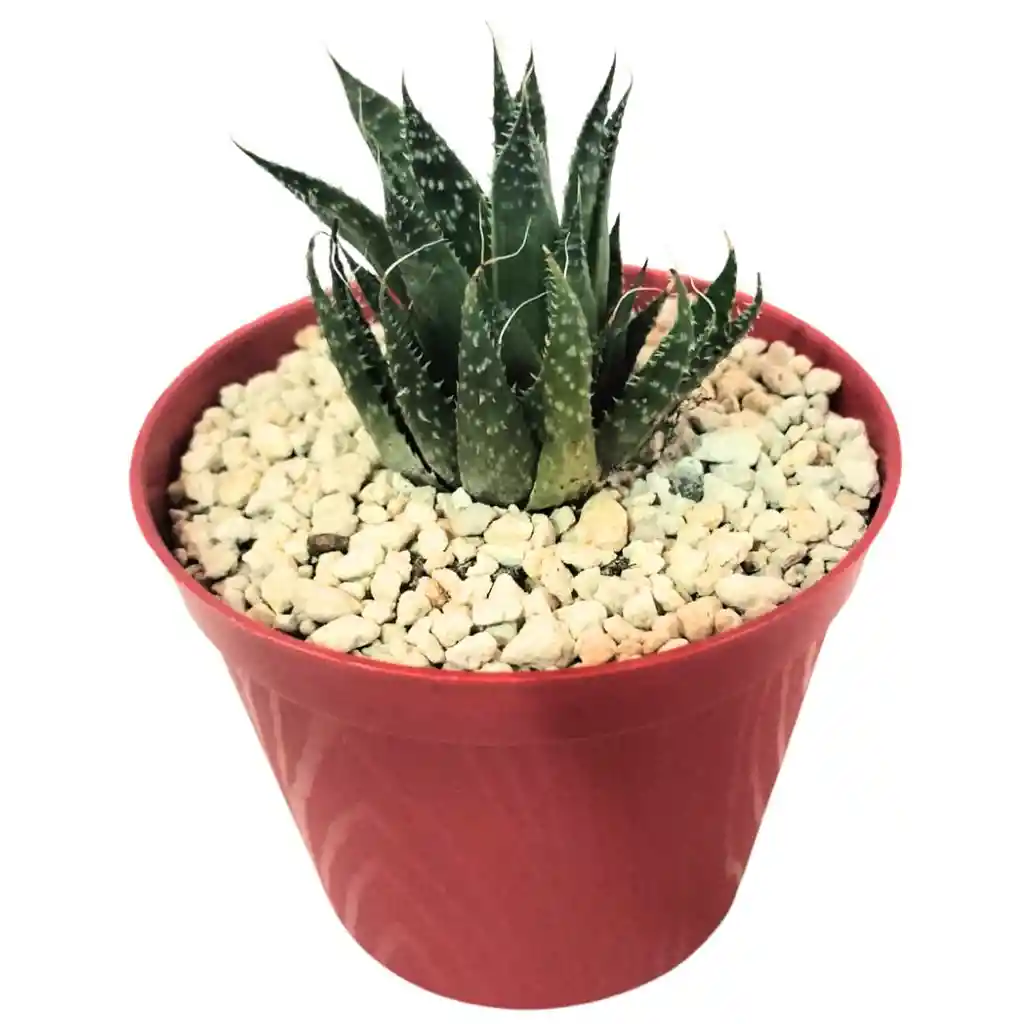 Cactus Aloe Aristata
