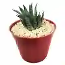 Cactus Aloe Aristata