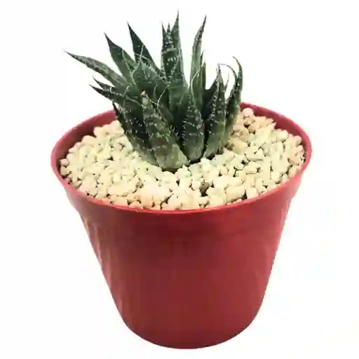 Cactus Aloe Aristata