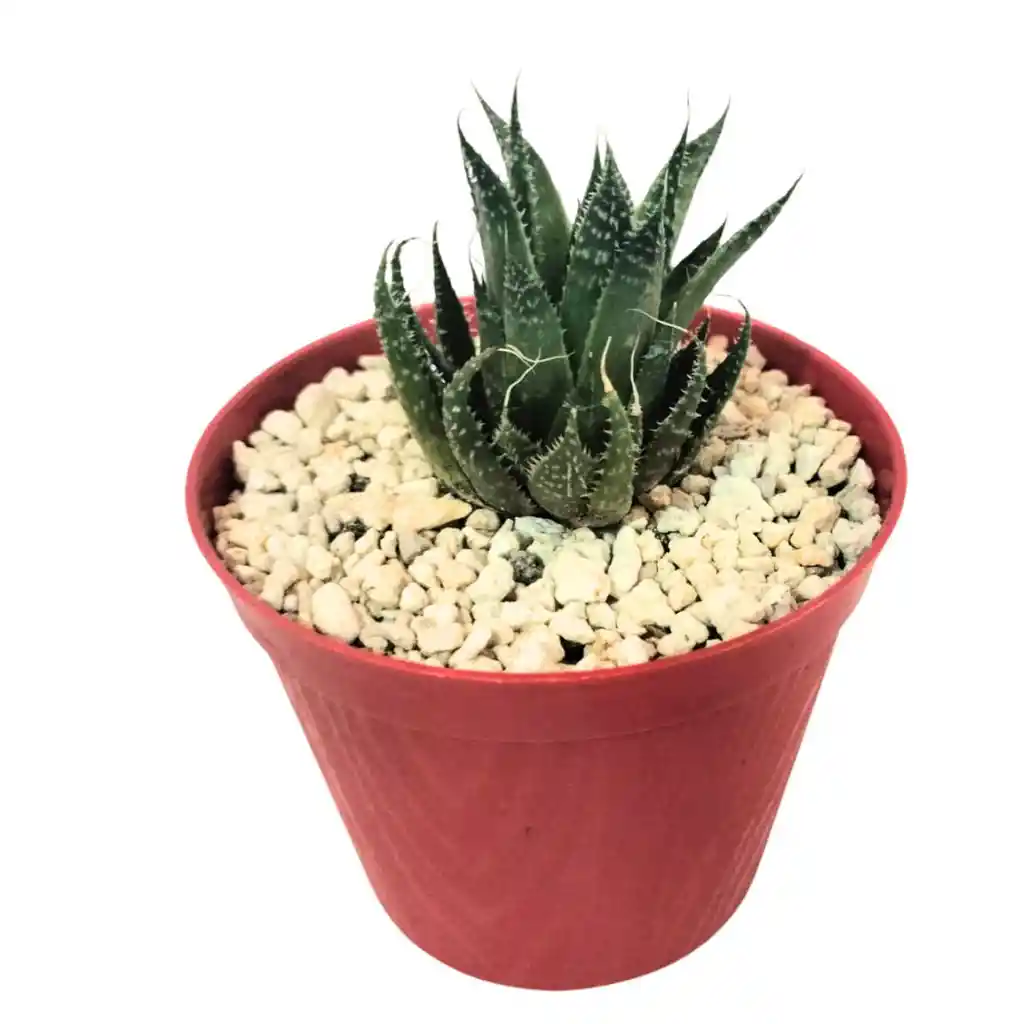 Cactus Aloe Aristata