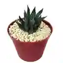 Cactus Aloe Aristata