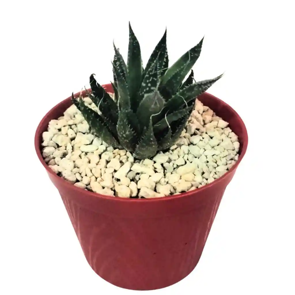 Cactus Aloe Aristata