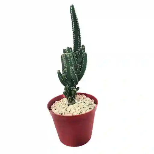 Cactus Cereus Peruvianus
