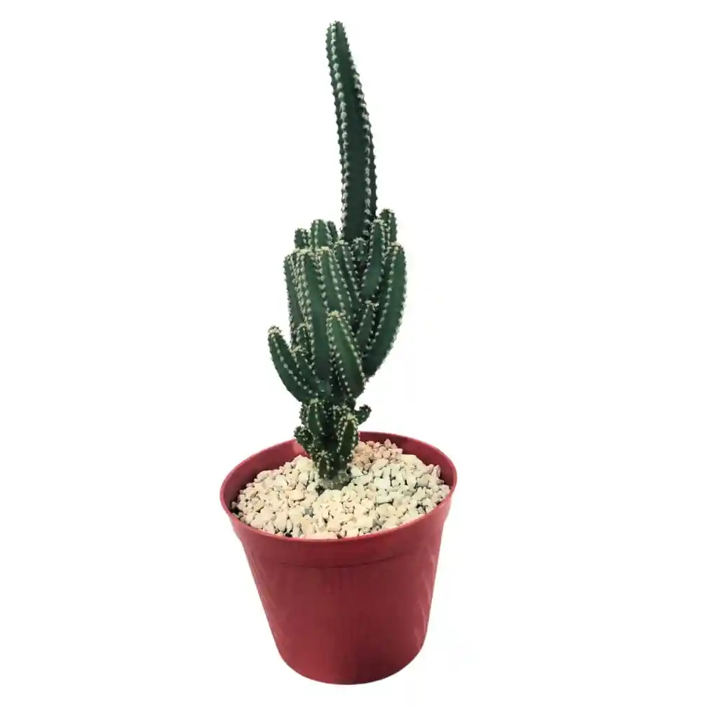 Cactus Cereus Peruvianus
