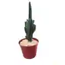 Cactus Cereus Peruvianus