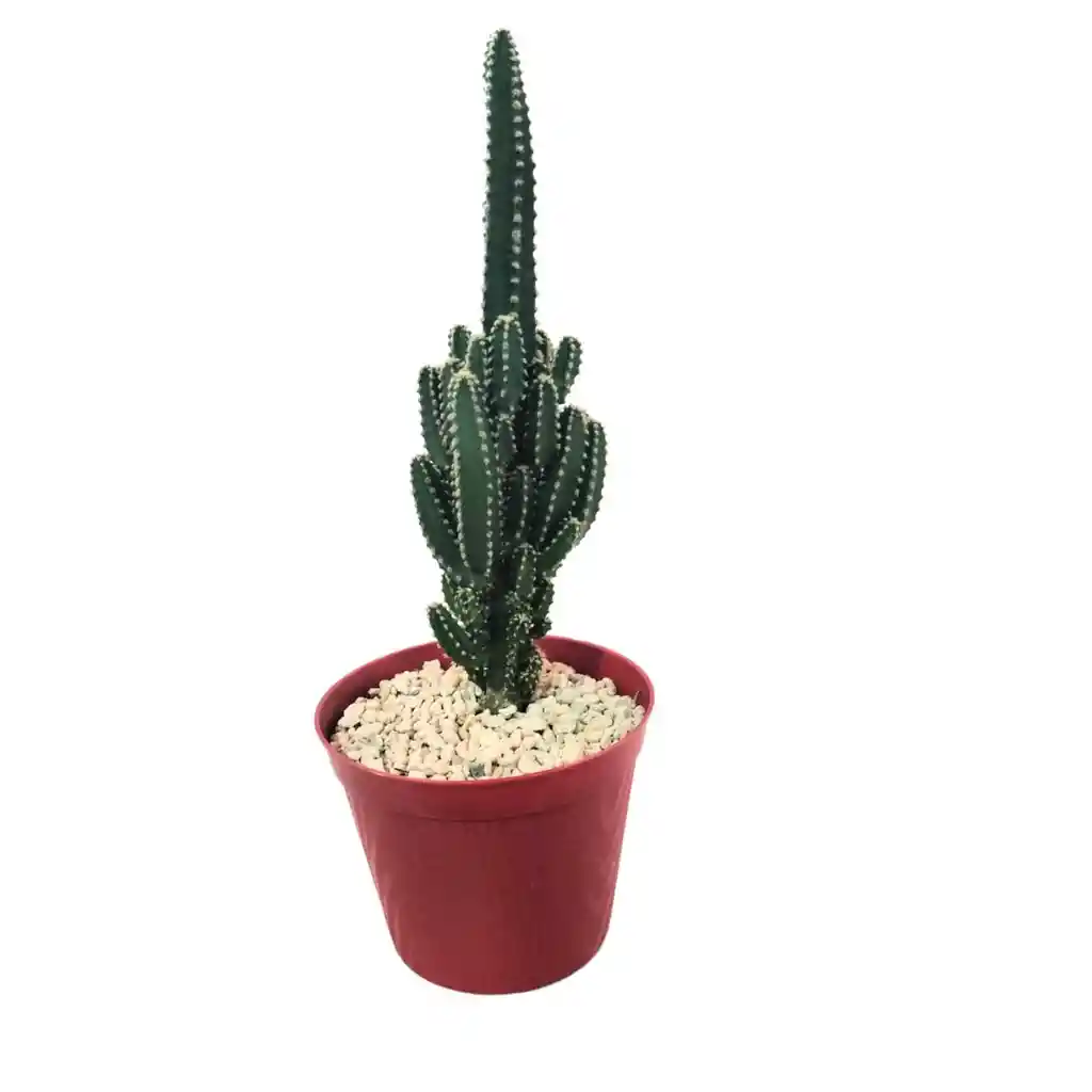 Cactus Cereus Peruvianus