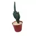 Cactus Cereus Peruvianus