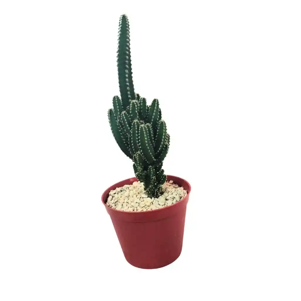 Cactus Cereus Peruvianus