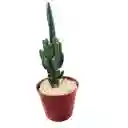Cactus Cereus Peruvianus