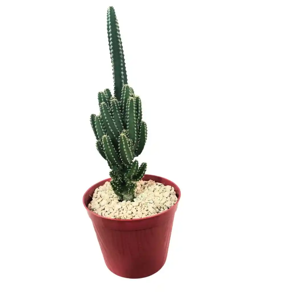 Cactus Cereus Peruvianus