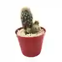Cactus Mammillaria Prolifera