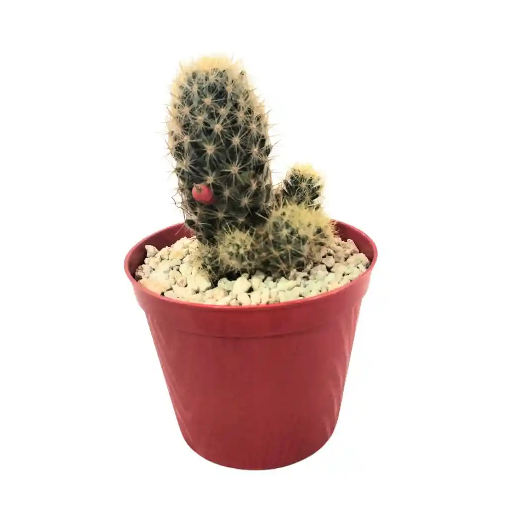 Cactus Mammillaria Prolifera
