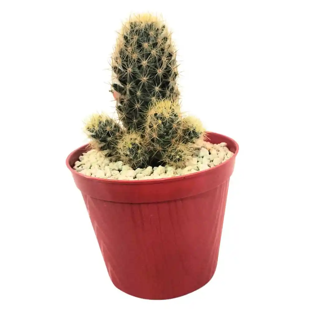 Cactus Mammillaria Prolifera