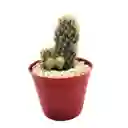 Cactus Mammillaria Prolifera