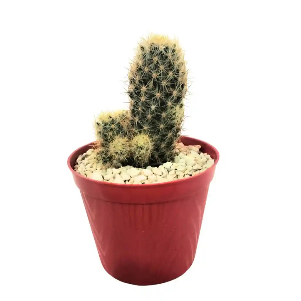 Cactus Mammillaria Prolifera