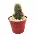 Cactus Mammillaria Prolifera