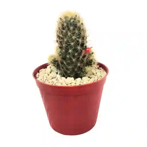 Cactus Mammillaria Prolifera