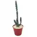 Cactus Euphorbia Greenwayi