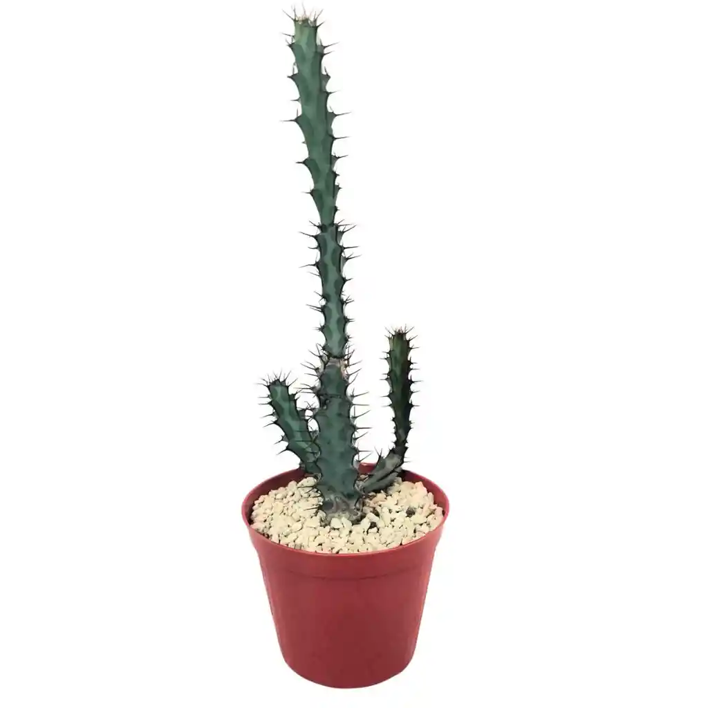Cactus Euphorbia Greenwayi