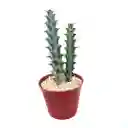 Cactus Euphorbia Greenwayi
